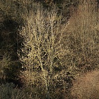 Buy canvas prints of Sunlit tree  by Simon Johnson