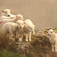 Buy canvas prints of The family sheep by Simon Johnson