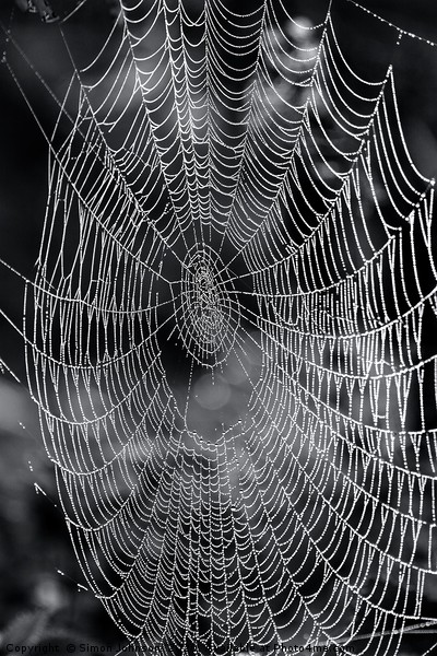 cobweb close up.  Picture Board by Simon Johnson