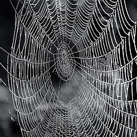 Buy canvas prints of cobweb close up.  by Simon Johnson