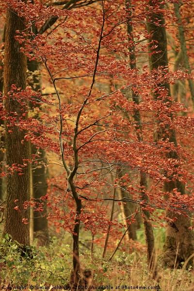 Autumn sappling Picture Board by Simon Johnson