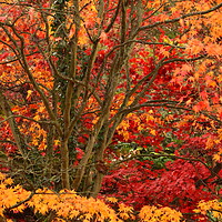 Buy canvas prints of Acer Colour by Simon Johnson