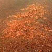 Buy canvas prints of Tree sappling autumn by Simon Johnson