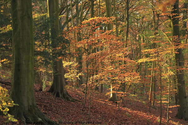 Beech Woodland In autumn Picture Board by Simon Johnson