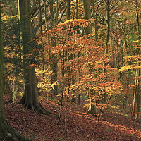 Buy canvas prints of Beech Woodland In autumn by Simon Johnson