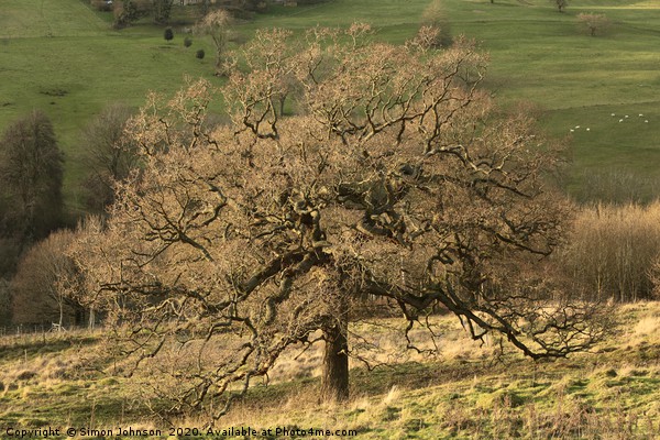 Cotswold Oak Picture Board by Simon Johnson