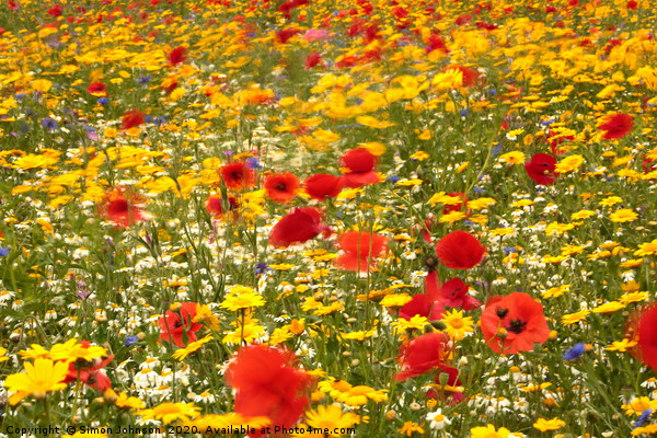 Summer meadow Picture Board by Simon Johnson