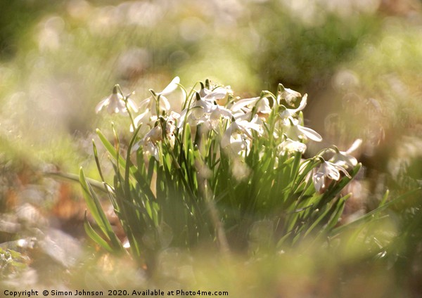 Cotswold Snowdrops Picture Board by Simon Johnson