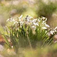 Buy canvas prints of Cotswold Snowdrops by Simon Johnson