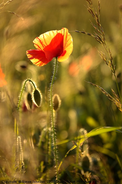 Sunlit Poppy Picture Board by Simon Johnson