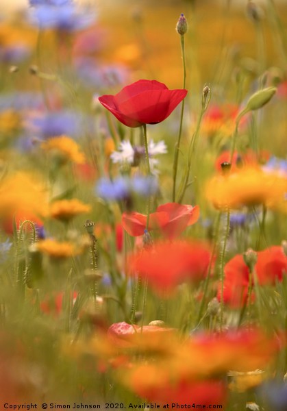 Poppy and summer meadow flowers Picture Board by Simon Johnson