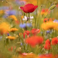 Buy canvas prints of Poppy and summer meadow flowers by Simon Johnson