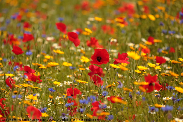 Poppy and wild flower meadow Picture Board by Simon Johnson