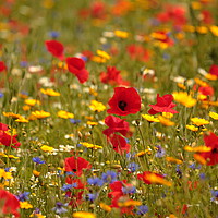 Buy canvas prints of Poppy and wild flower meadow by Simon Johnson
