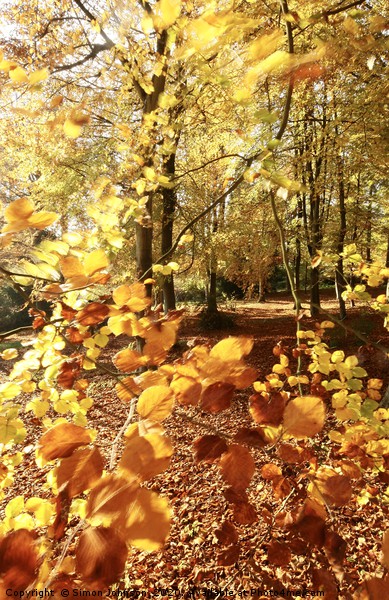 Autumn Beech wood Picture Board by Simon Johnson