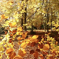 Buy canvas prints of Autumn Beech wood by Simon Johnson