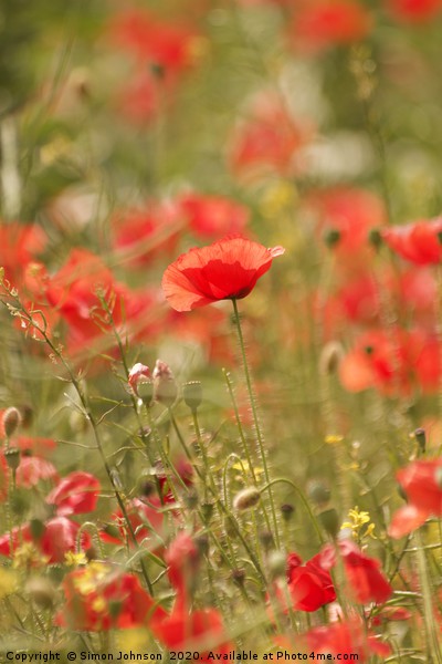 Poppy field Picture Board by Simon Johnson