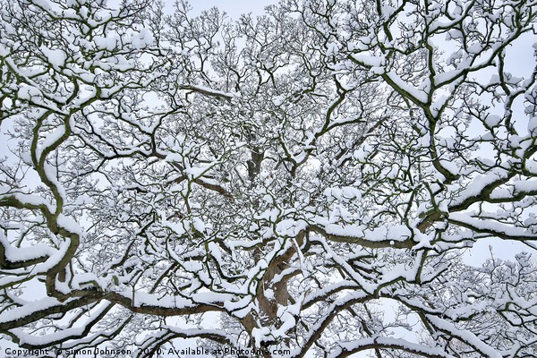 Snow clad branches Picture Board by Simon Johnson