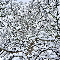 Buy canvas prints of Snow clad branches by Simon Johnson