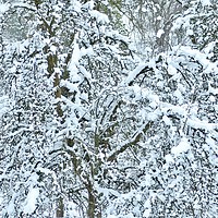 Buy canvas prints of Snow clad tree by Simon Johnson