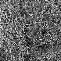 Buy canvas prints of Branches by Simon Johnson