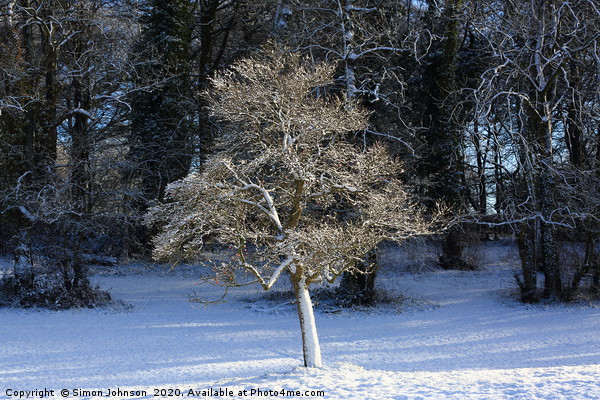 Frosted Tree Picture Board by Simon Johnson