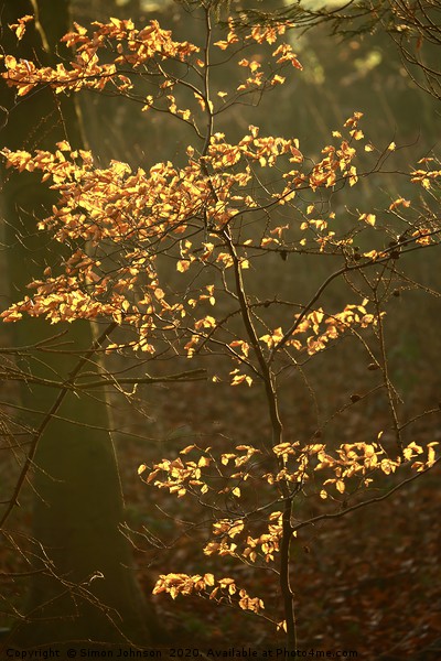 Sunlit Autumn leaves Picture Board by Simon Johnson