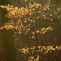 Buy canvas prints of Sunlit Autumn leaves by Simon Johnson