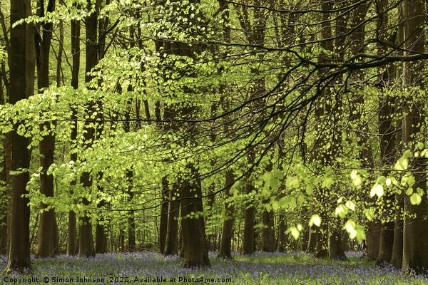 Spring Woodland Picture Board by Simon Johnson