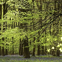 Buy canvas prints of Spring Woodland by Simon Johnson