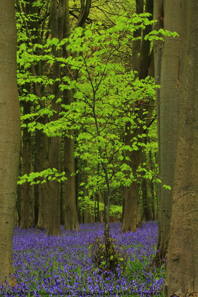  Green Tree and Bluebell Wood Picture Board by Simon Johnson