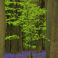 Buy canvas prints of  Green Tree and Bluebell Wood by Simon Johnson