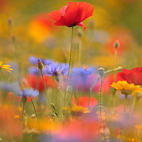 Buy canvas prints of sunlit poppy and meadow flowers by Simon Johnson