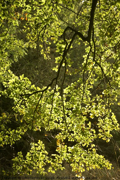 Sunlit, spring leaves Picture Board by Simon Johnson