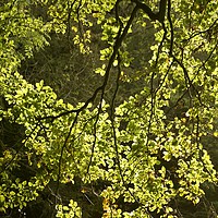 Buy canvas prints of Sunlit, spring leaves by Simon Johnson