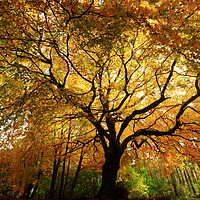 Buy canvas prints of Autumn Beech Tree by Simon Johnson