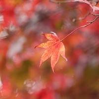 Buy canvas prints of autumn Mapple leaf by Simon Johnson