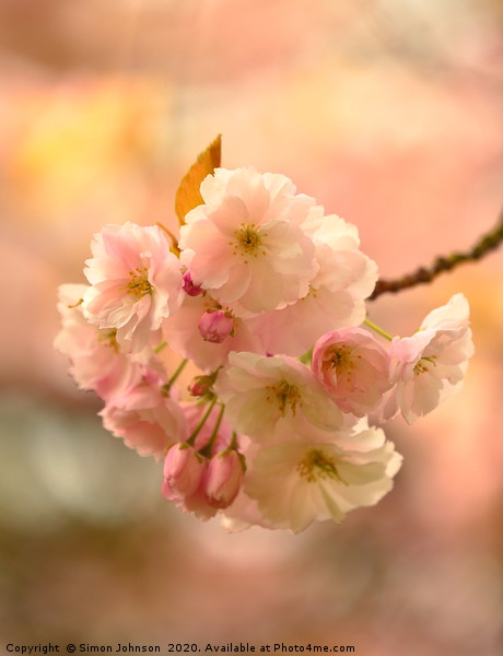 Spring blossom Picture Board by Simon Johnson