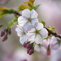 Buy canvas prints of  Spring Blossom by Simon Johnson