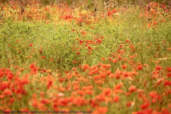 Impressionist poppies Picture Board by Simon Johnson