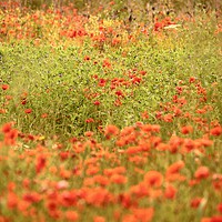 Buy canvas prints of Impressionist poppies by Simon Johnson