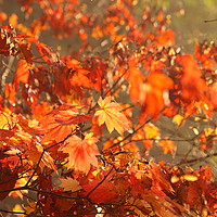 Buy canvas prints of Autumn Leaves by Simon Johnson
