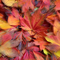 Buy canvas prints of Autumn Leaf Collage by Simon Johnson