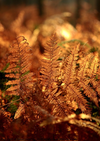 sunlit ferns  Picture Board by Simon Johnson
