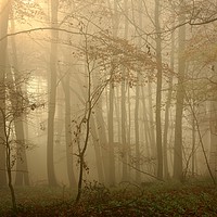 Buy canvas prints of Misty Woodland by Simon Johnson
