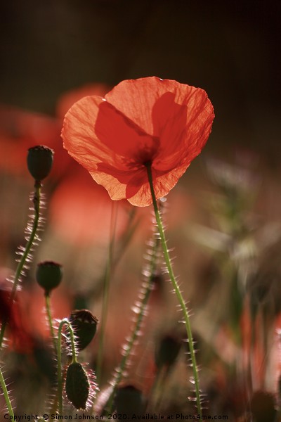  isolated Poppy Picture Board by Simon Johnson