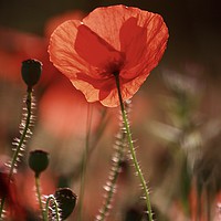 Buy canvas prints of  isolated Poppy by Simon Johnson