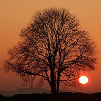 Buy canvas prints of Tree and sun  by Simon Johnson