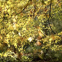 Buy canvas prints of Sunlit Woodland by Simon Johnson