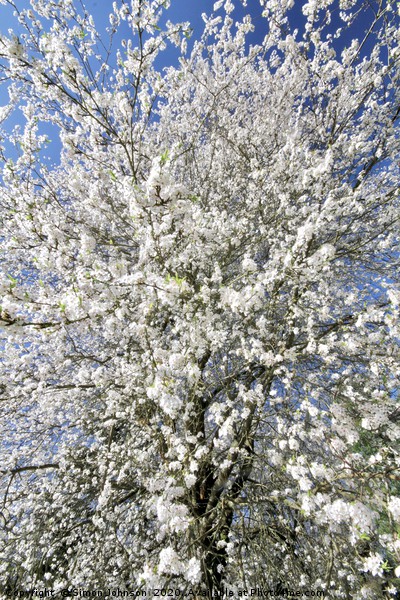 Sunlit blossom Picture Board by Simon Johnson